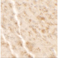 Immunohistochemistry of SHISA4 in mouse brain tissue with SHISA4 antibody at 2.5 μg/ml.