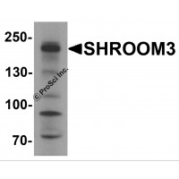 Western blot analysis of SHROOM3 in SK-N-SH cell lysate with SHROOM3 antibody at 1 μg/mL.