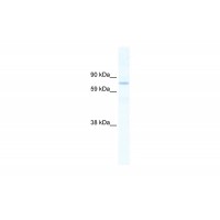 Antibody used in WB on Mouse SP2/0 at 2.5 ug/ml.