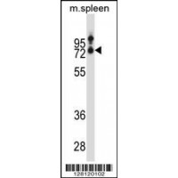 Western blot analysis in mouse spleen tissue lysates (35ug/lane).