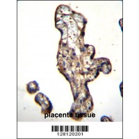 SLC15A3 Antibody immunohistochemistry analysis in formalin fixed and paraffin embedded human placenta tissue followed by peroxidase conjugation of the secondary antibody and DAB staining.