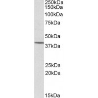 Western Blot (1.0μg/ml) staining of MOLT4 (35μg protein in RIPA buffer). Primary incubation was 1 hour. Detected by chemiluminescence.