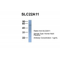 Antibody used in WB on Hum. Adult Placenta at 1 ug/ml.
