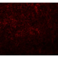 Immunofluorescence of Slc37A2 in rat spleen tissue with Slc37A2 antibody at 20 μg/mL.