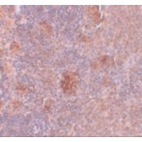 Immunohistochemistry of Slc37A2 in rat spleen tissue with Slc37A2 antibody at 5 μg/mL.