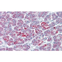 Antibody used in IHC on Human Pancreas at 5.0 ug/ml.