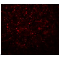 Immunofluorescence of SLFN14 in mouse kidney tissue with SLFN14 antibody at 20 μg/mL.
