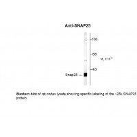 Western blot of rat cortex lysate showing specific labeling of the ~25k SNAP25 protein.