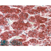 Immunohistochemistry (3.8μg/ml) staining of paraffin embedded Human Adrenal Gland. Steamed antigen retrieval with citrate buffer pH 6, AP-staining.