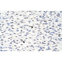 Antibody used in IHC on Human Heart at 4.0-8.0 ug/ml.