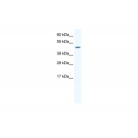Antibody used in WB on Mouse SP2/0 at 1.25 ug/ml.