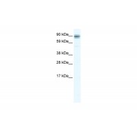 Antibody used in WB on Mouse NIH-3T3 at 2.5 ug/ml.