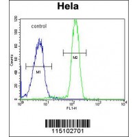 Flow cytometric analysis of Hela cells (right histogram) compared to a negative control cell (left histogram).FITC-conjugated goat-anti-rabbit secondary antibodies were used for the analysis.