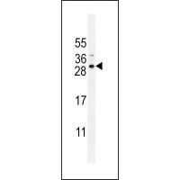 Western blot analysis in NCI-H292 cell line lysates (35ug/lane).