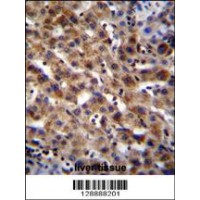 SPACA5B Antibody immunohistochemistry analysis in formalin fixed and paraffin embedded human liver tissue followed by peroxidase conjugation of the secondary antibody and DAB staining.