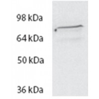 Western Blot (2μg/ml) staining of HeLa lysate (35μg protein in RIPA buffer). Primary incubation was 1 hour. Detected by chemiluminescence.