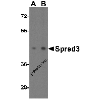 Western blot analysis of Spred3 in mouse brain tissue lysate with Spred3 antibody at (A) 2 and (B) 4 μg/mL.