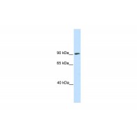 Antibody used in WB on Mouse SP2/0 at 0.2-1 ug/ml.