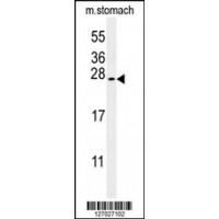Western blot analysis in mouse stomach tissue lysates (35ug/lane).
