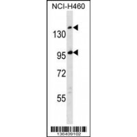 Western blot analysis in NCI-H460 cell line lysates (35ug/lane).