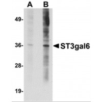 Western blot analysis of ST3gal6 in HeLa cell lysate with ST3gal6 antibody at (A) 1 and (B) 2 μg/mL.