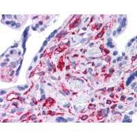 Antibody used in IHC on Human Prostate.