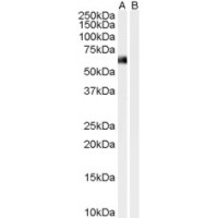 Western Blot (0.01μg/ml) staining of Human Muscle lysate (35μg protein in RIPA buffer) with (B) and without (A) blocking with the immunising peptide. Primary incubation was 1 hour. Detected by chemiluminescence.