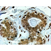 Immunohistochemistry (4μg/ml) staining of paraffin embedded Human Breast. Steamed antigen retrieval with citrate buffer pH 6, HRP-staining.
