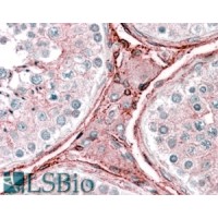 Immunohistochemistry (2.5μg/ml) staining of paraffin embedded Human Testis. Steamed antigen retrieval with citrate buffer pH 6, AP-staining.
