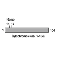 The immunogen is horse cytochrome c. Schematic structure of horse cytochrome c (aa. 1-104) as seen in this image.