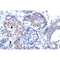 Antibody used in IHC on Human kidney.