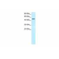 Antibody used in WB on Human Jurkat 1.0-2.0 ug/ml.