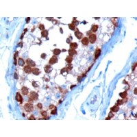 Immunohistochemistry (10μg/ml) staining of paraffin embedded Human Testis. Microwaved antigen retrieval with Tris/EDTA buffer pH9, HRP-staining.