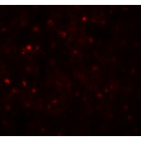 Immunofluorescence of TCTEX1D4 in human liver tissue with TCTEX1D4 antibody at 20 μg/mL.