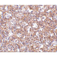 Immunohistochemistry of TEM4 in human spleen tissue with TEM4 antibody at 2.5 μg/mL.