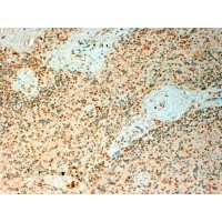 Immunohistochemistry (4μg/ml) staining of paraffin embedded Human Spleen. Steamed antigen retrieval with citrate buffer pH 6, HRP-staining.
