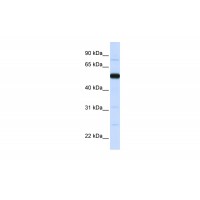 Antibody used in WB on Human Placenta at 0.2-1 ug/ml.