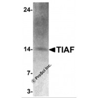 Western blot analysis of TIAF in K562 cell lysate with TIAF antibody at 1 μg/mL.