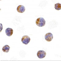 Immunocytochemistry of TIRP in Raji cells with TIRP antibody at 10 μg/mL.