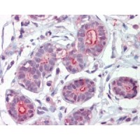 Immunohistochemistry (2.5μg/ml) staining of paraffin embedded Human Breast. Steamed antigen retrieval with citrate buffer pH 6, AP-staining.
