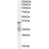 Western Blot (0.1μg/ml) staining of human ovary lysate (35μg protein in RIPA buffer). Primary incubation was 1 hour. Detected by chemiluminescence.