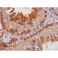 Immunohistochemistry staining of paraffin embedded Mouse Testis.
