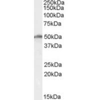 Western Blot (0.5μg/ml) staining of K562 cell lysate (35μg protein in RIPA buffer). Primary incubation was 1 hour. Detected by chemiluminescence.