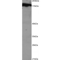 Western Blot (1 μg/ml) staining of NSO lysate (1E5 cells per lane). Detected by western blot using chemiluminescence.