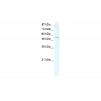 Antibody used in WB on Human HepG2 cells at 2.5 ug/ml.