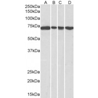 Western Blot (0.3μg/ml) staining of NIH3T3 (A), HeLa (B), A431 (C) and Jurkat (D) nuclear lysates (35μg protein in RIPA buffer). Primary incubation was 1 hour. Detected by chemiluminescence.