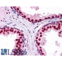 Immunohistochemistry (2.5μg/ml) staining of paraffin embedded Human Prostate. Steamed antigen retrieval with citrate buffer pH 6, AP-staining. Data obtained using a previous batch.
