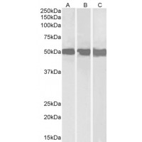 Western Blot (0.3μg/ml) staining of Daudi (A), Jurkat (B) and HepG2 (C) lysates (35μg protein in RIPA buffer). Primary incubation was 1 hour. Detected by chemiluminescence.