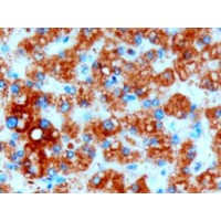 Immunohistochemistry (3μg/ml) staining of paraffin embedded Human Liver. Microwaved antigen retrieval with Tris/EDTA buffer pH9, HRP-staining.