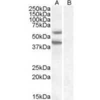 HEK293 overexpressing DGAT2 (lane A) and probed with antibody (mock transfection in lane B).